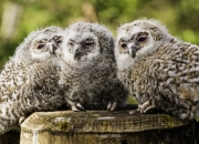 Trois jeunes