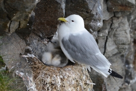 Mouette trydactyle. Photos: P.-A. Ravussin