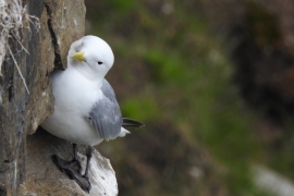 Mouette tridactyle. Photo: V. Mettraux