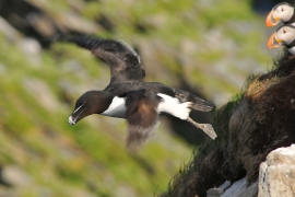Pingouin torda. Photo: L. Longchamp