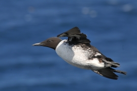 Guillemot de troïl en vol. Photo: L. Longchamp