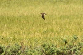 bécassine des marais survolant la plaine marécageuse. Photo: A. Lavorel
