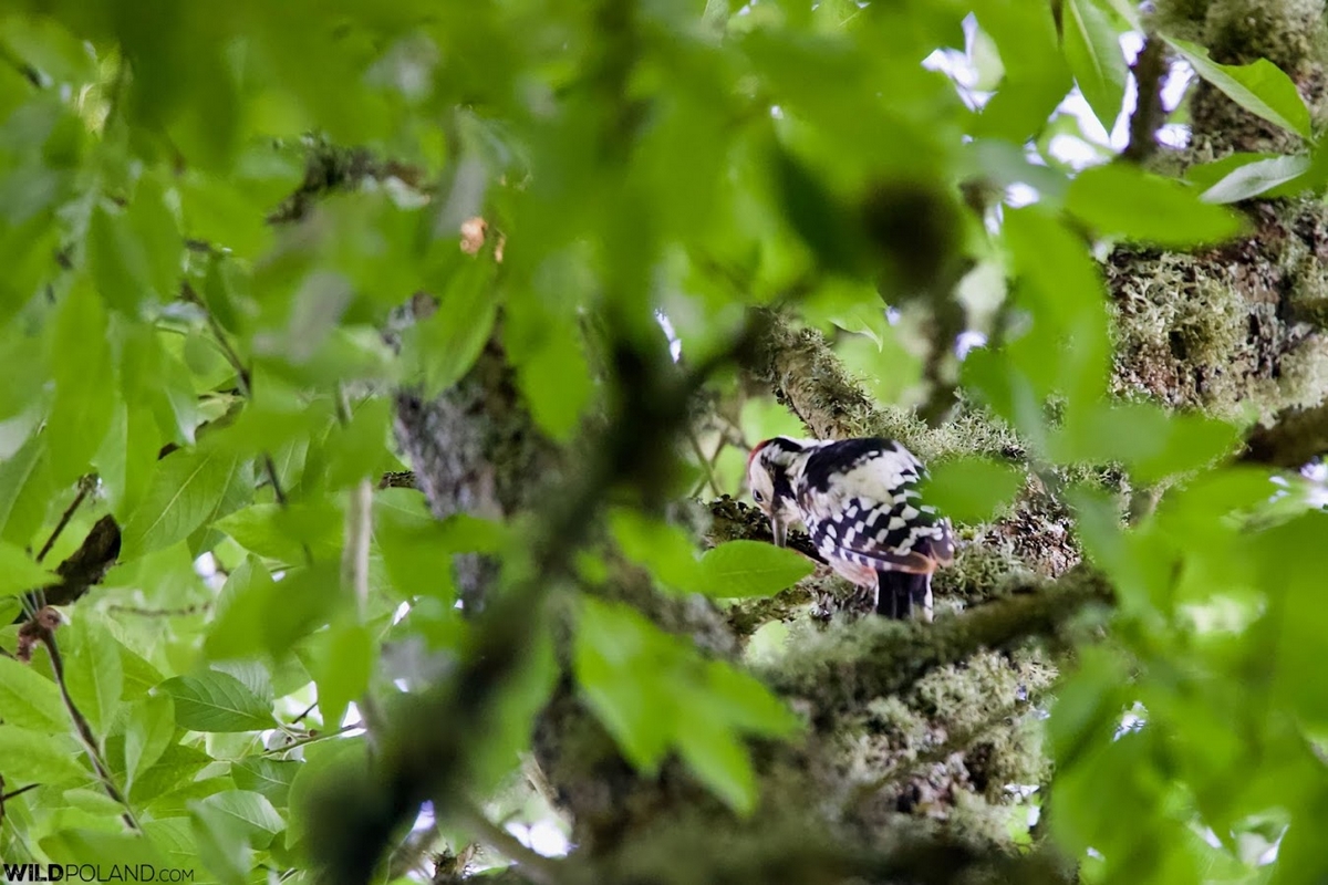 26 Pic à dos blanc light, Dendrocopos leucotos in the Bialowieza Forest-private spring birding-wild-poland-photo-Tomasz-Jezierczuk