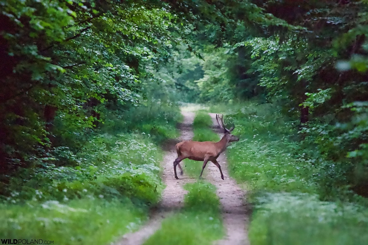 27 Cerf élaphe light, Cervus elaphus in the Bialowieza Forest-private spring birding-wild-poland-photo-Tomasz-Jezierczuk
