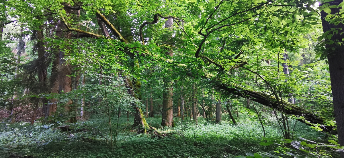 27 Foret light IMG_20210627_051005