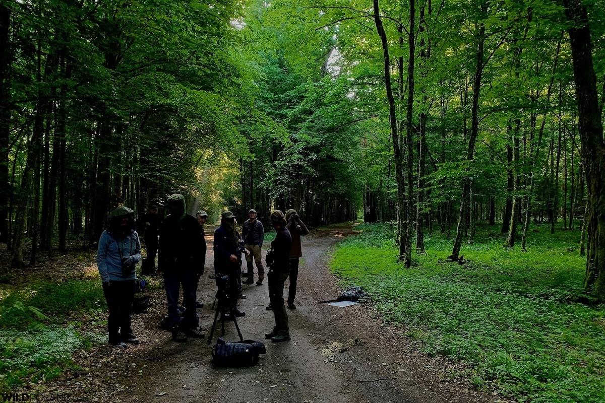 28 light On the lookout for wolves in the Bialowieza Forest-private spring birding-wild-poland-photo-Tomasz-Jezierczuk