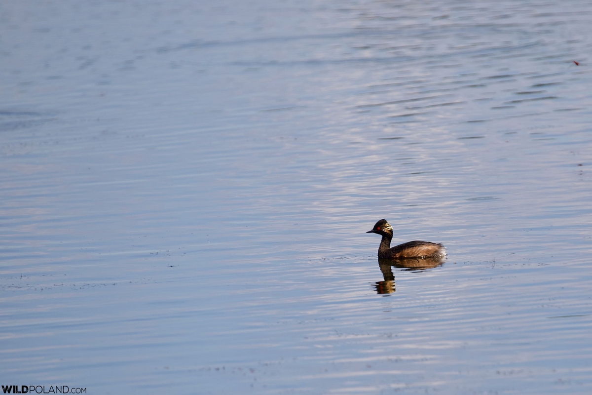 29 Grebe light Podiceps nigricollis, Grèbe à cou noir, Dojlidy Fishponds-private spring birding-wild-poland-photo-Tomasz-Jezierczuk