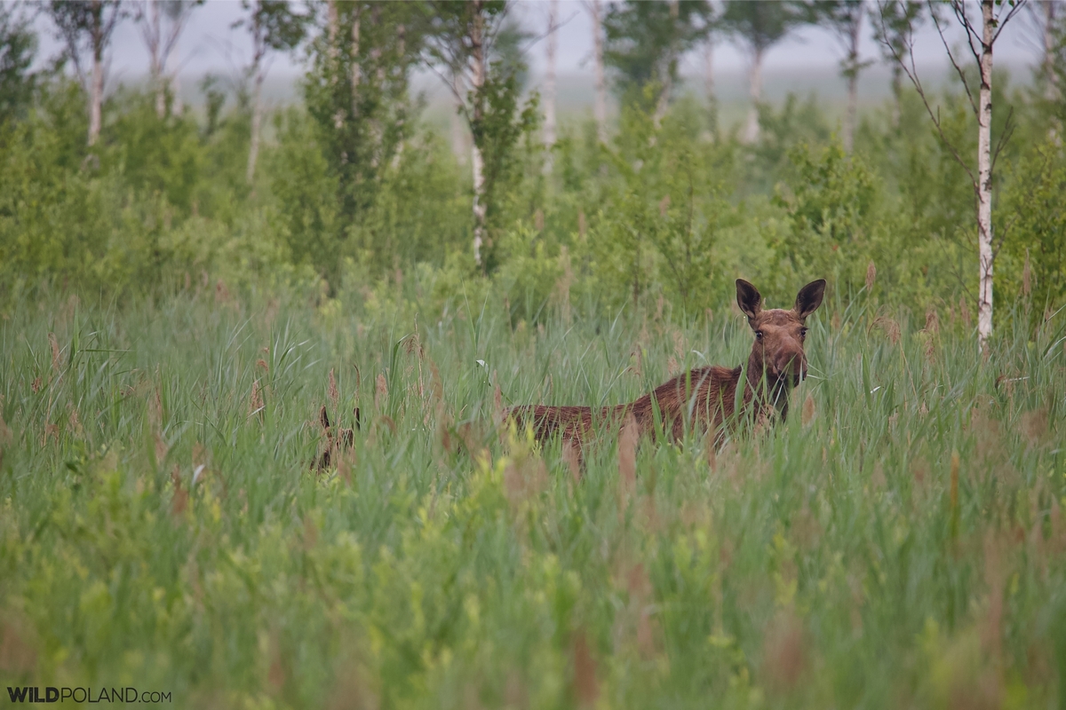 29 light Alces alces, Élan in the Biebrza Marshes - 05-private spring birding-wild-poland-photo-Tomasz-Jezierczuk