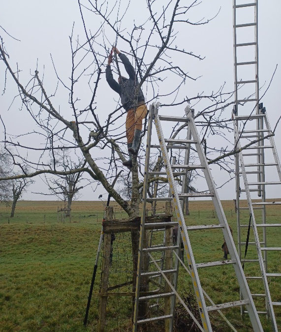 Cours pratique de taille d’arbres fruitiers